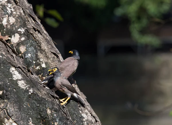 Acridotheres tristis on the tree. — Stock Photo, Image