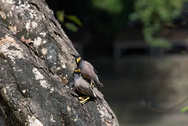 Acridotheres tristis on the tree. — Stock Photo, Image