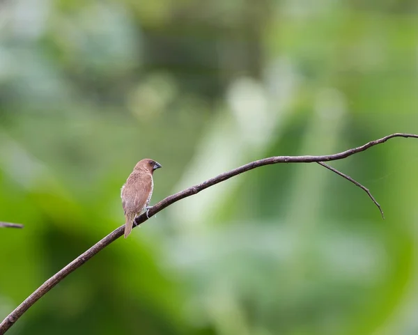 Scaly-breasted Munia on dry branches in garden. — Stock Photo, Image