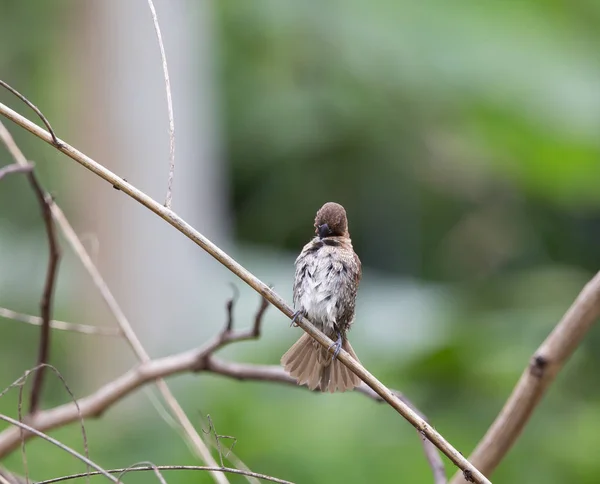 Munia dal petto squamoso su rami secchi in giardino . — Foto Stock