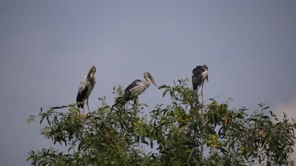 Asiatiska Openbill Träd — Stockvideo