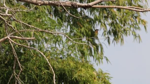 Blå Tailed Biätare Merops Philippensis Meropidae Fågel Det Finns Häckningsplatser — Stockvideo