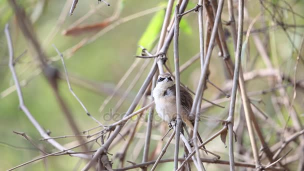 Ťuhýk Hnědý Lanius Cristatus Malý Pták Rodinné Laniidae Stěhovaví Ptáci — Stock video