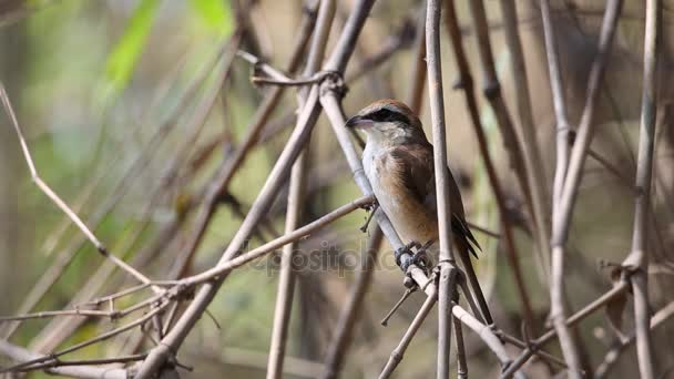 Brown Shrike Lanius Cristatus Piccolo Uccello Della Famiglia Laniidae Migrano — Video Stock