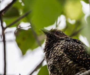 Park ağaç üzerinde kadın Asya guguk.