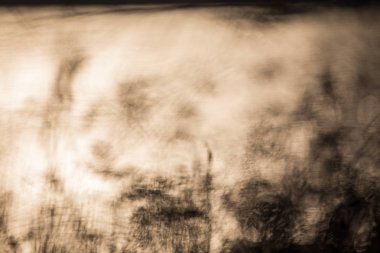 Kış güneş ışığı ile bulanık ağaçlar fon.