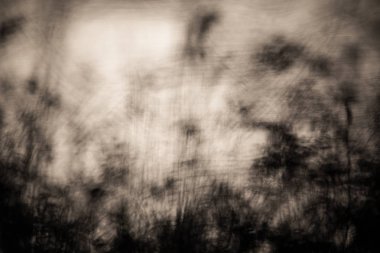 Kış güneş ışığı ile bulanık ağaçlar fon.