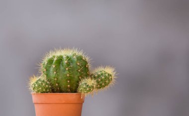 Gri bir arka plan ile bir tencerede kaktüs