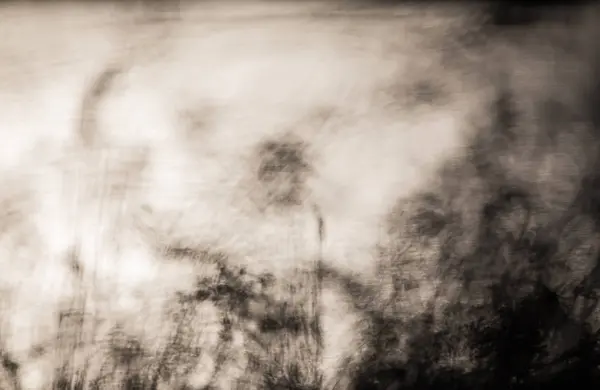 backdrop of trees blurred in winter with sunshine.