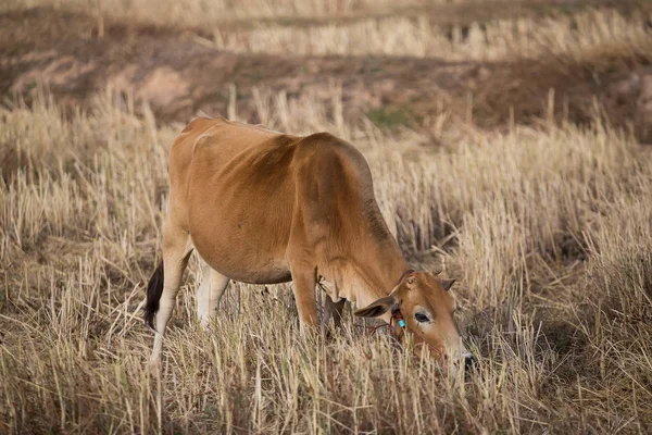 Brązowe Krowy Jest Jedzenie Siana Polu — Zdjęcie stockowe