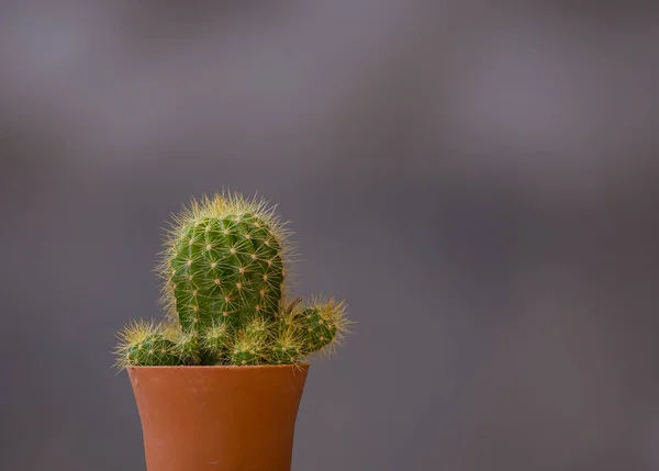 Cactus Maceta Con Fondo Gris —  Fotos de Stock