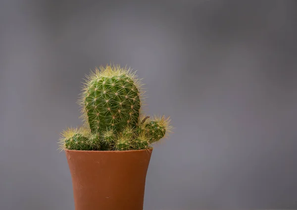 Cactus Een Pot Met Een Grijze Achtergrond — Stockfoto