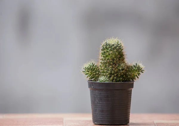 Cactus in a pot with a gray background