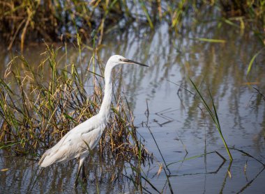 Leyleksiler alanında.