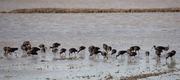 Zwarte Ibis op zoek naar voedsel in een vijver — Stockfoto