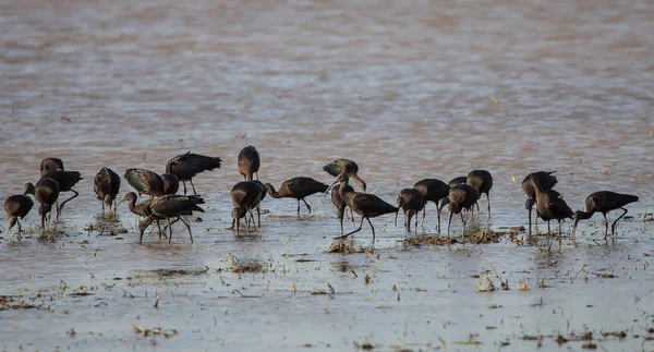 Ibis brilhante à procura de comida em uma lagoa — Fotografia de Stock