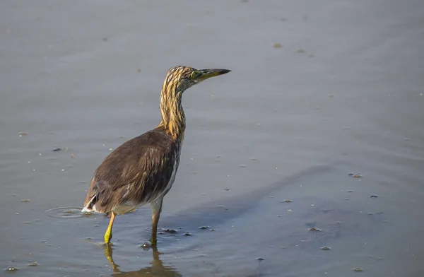 Javan Pond Heron in the field. — Stock Photo, Image