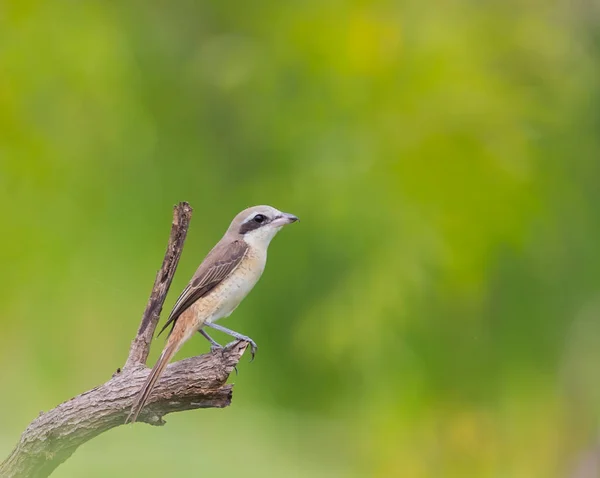 Shrike marrón en las ramas son telones de fondo verdes . — Foto de Stock