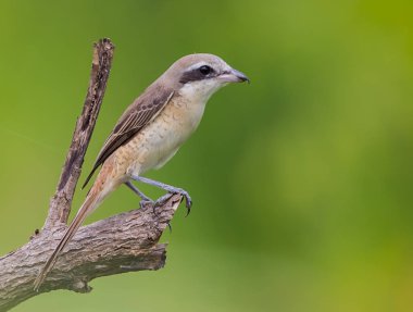  Dallar üzerinde kahverengi örümcek kuşu olan yeşil arka planında.