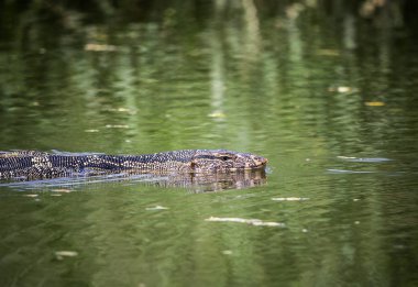Suda yüzen Varanus salvator.