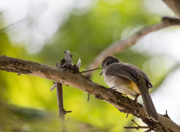 Zeytin kanatlı bülbül parkta ağaç üzerinde. — Stok fotoğraf