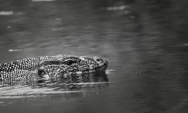 Varanus salvator simmar i vattnet. (Vit och svart bild — Stockfoto