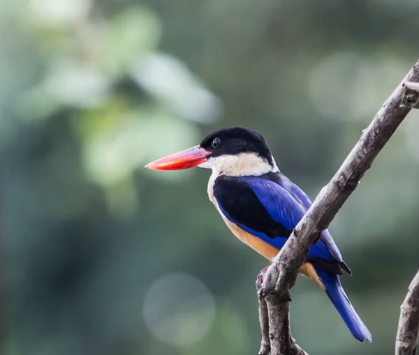 Gorra negra Kingfisher en la rama . — Foto de Stock