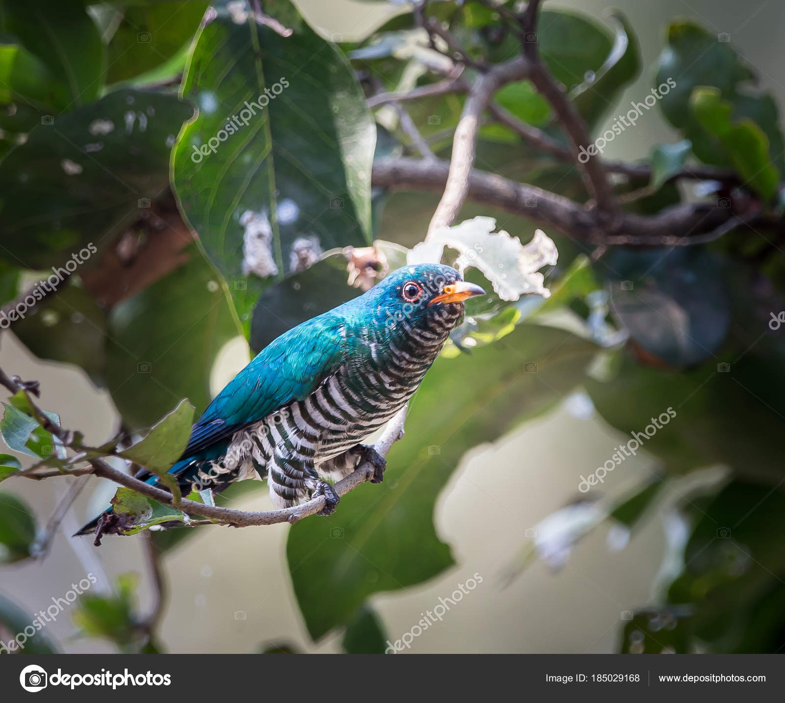 Asian Emerald Cuckoo (Chrysococcyx maculatus) Stock Photo by ©photonewman  185029168