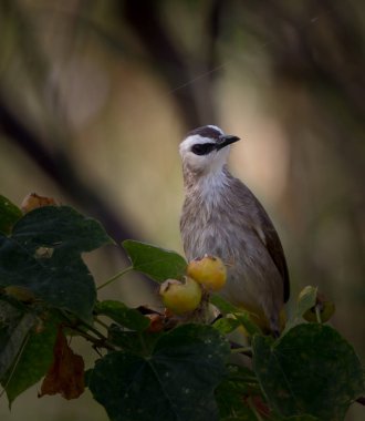  Bulbul sarı Bacalı. (Pycnonotus goiavier ) 