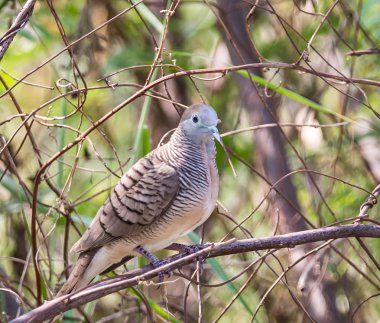 Zebra kumru (Geopelia striata) Java güvercin gri tüyler ile.