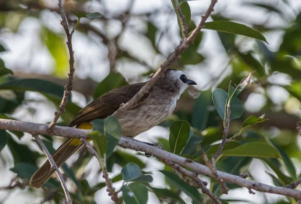 Žlutá odvětráván Bulbul. (Pycnonotus goiavier ) — Stock fotografie