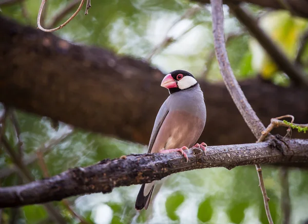 Java sparrow ( Lonchura oryzivora) The length of the mouth to th — Stock Photo, Image