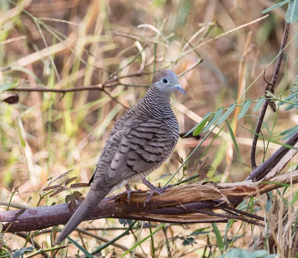 Ζέβρα Περιστέρι Περιστέρι της Ιάβας (Geopelia striata) με γκρίζες τρίχες, γκρι h — Φωτογραφία Αρχείου