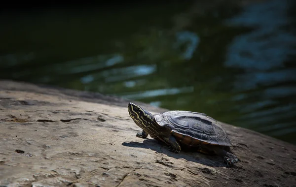 Schildpadden op rock in park. — Stockfoto