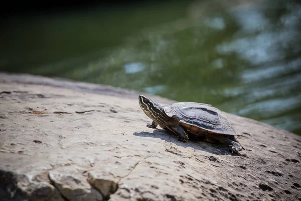 Turtles on rock in park. — Stock Photo, Image