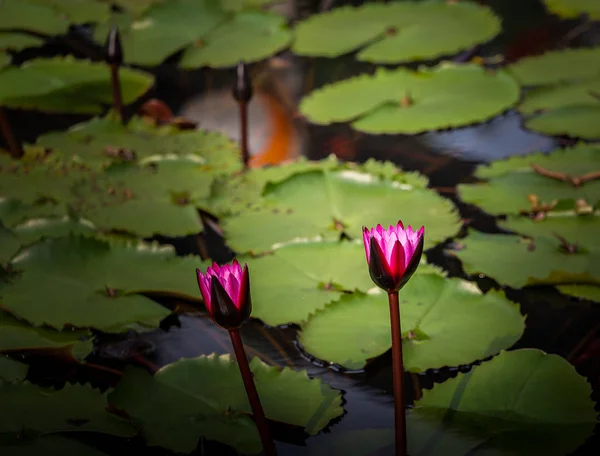 Pink lotus in pond close up. — Stock Photo, Image