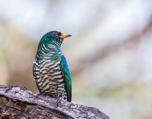 Азиатская изумрудная кукушка (Chrysococcyx maculatus ) — стоковое фото