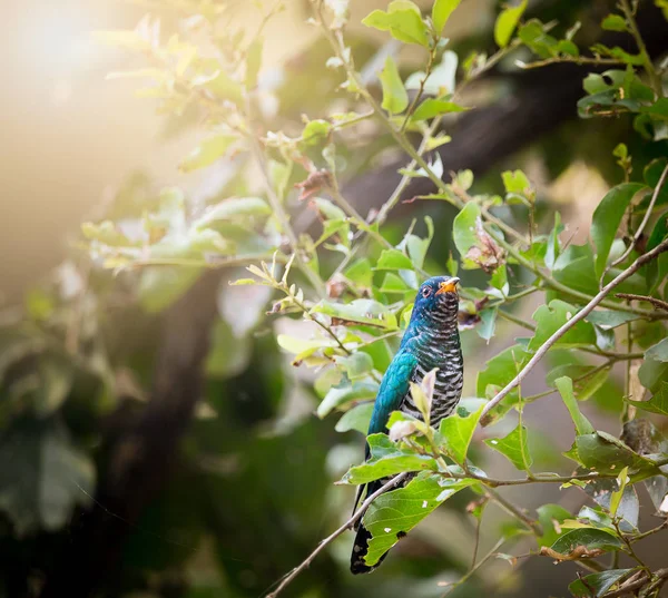 Asian Emerald Cuckoo (Chrysococcyx maculatus) — Stock Photo, Image