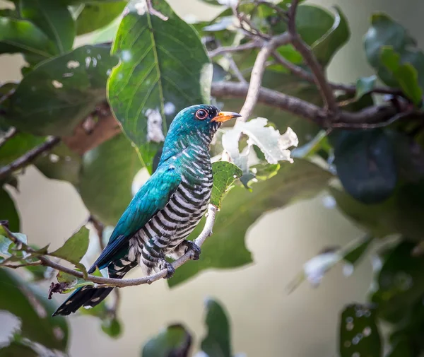 Cuco esmeralda asiático (Chrysococcyx maculatus ) — Foto de Stock