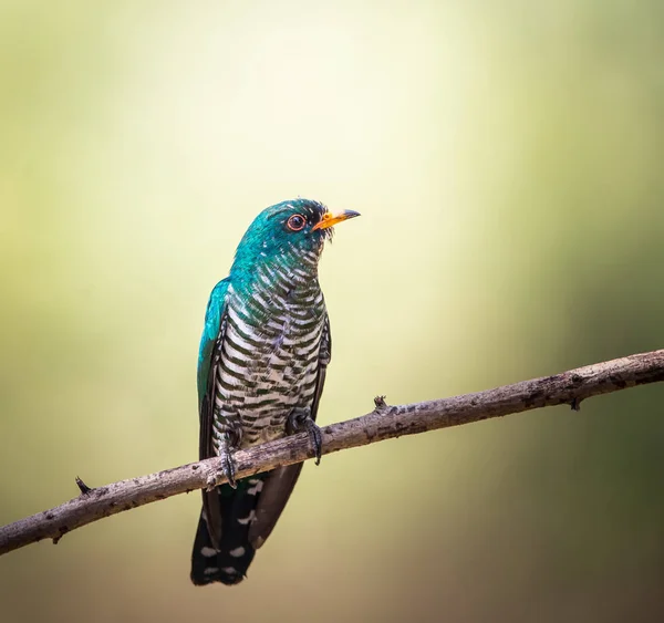 Coucou d'Asie (Chrysococcyx maculatus) ) — Photo