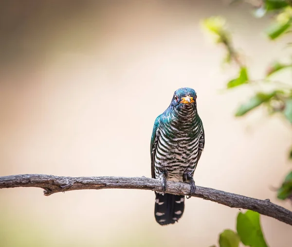 Cuckoo esmeralda asiática (Chrysococcyx maculatus ) — Fotografia de Stock