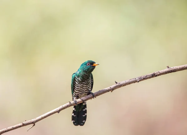 Азиатская изумрудная кукушка (Chrysococcyx maculatus ) — стоковое фото