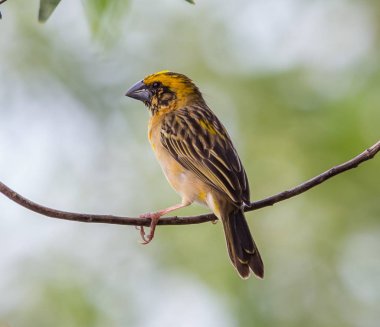 Weaver kuş küçük tahıl yemek bir kuştur. 