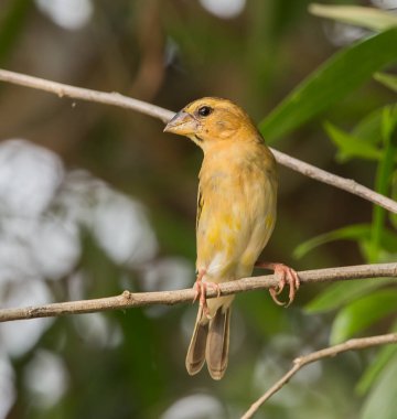 Weaver kuş küçük tahıl yemek bir kuştur. 