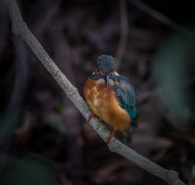 Genel Kingfisher (Alcedo at this)