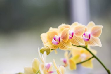 Bahçede Bulanık sarı orkide çiçek.