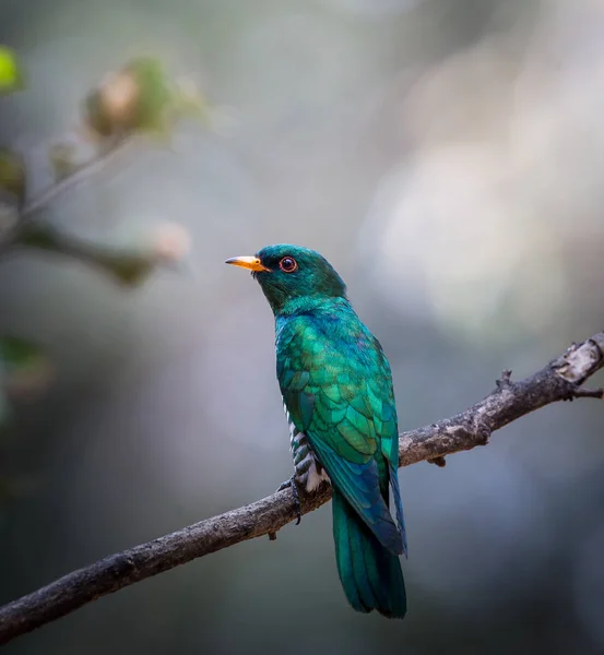 Asijské Emerald kukačka (Chrysococcyx maculatus) — Stock fotografie