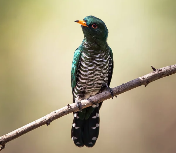 Asian Emerald Cuckoo Chrysococcyx Maculatus General Black Mouth Tail Black — Stock Photo, Image