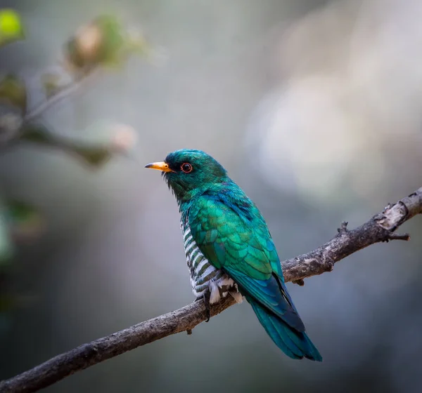 Aziatische Emerald koekoek (Chrysococcyx maculatus) — Stockfoto