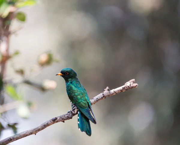 Asian Emerald Cuckoo Chrysococcyx Maculatus — Stock Photo, Image